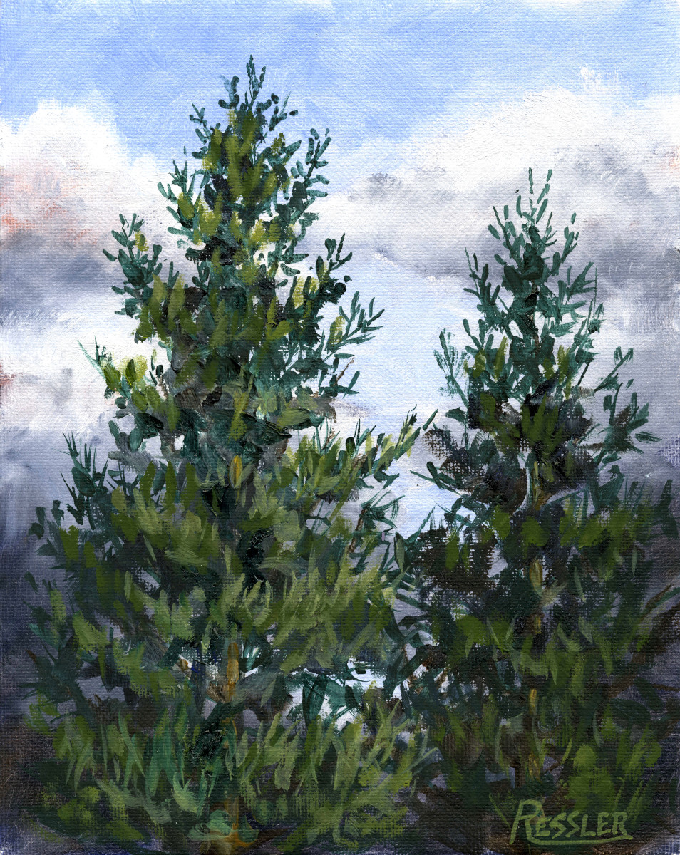 Evergreens Reaching To The Sky